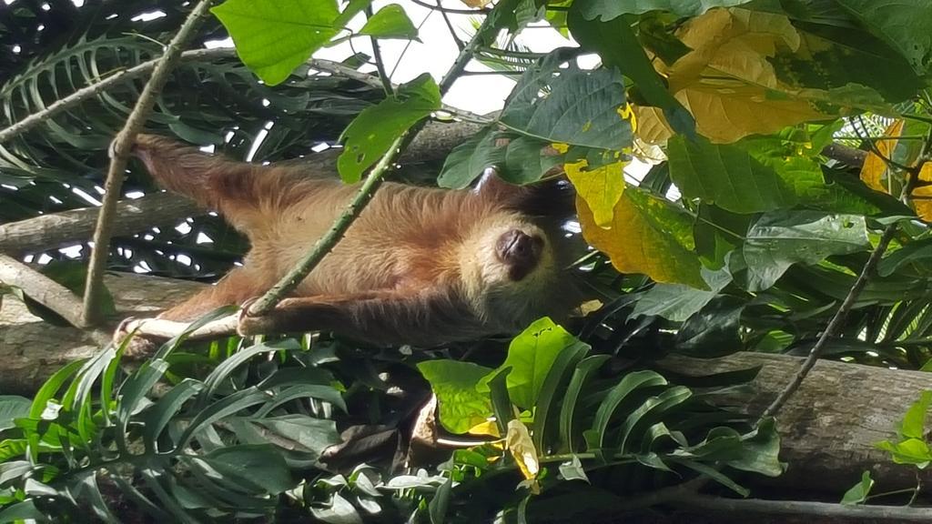3 Bamboo Eco Lodge カウイータ エクステリア 写真